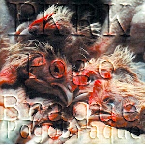 CR 026: PKRK « Pogobraque »